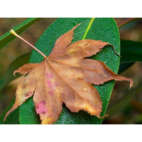 Wild, Jamie and Judy 아티스트의 Washington State-Maple Leaf with dew drops작품입니다.